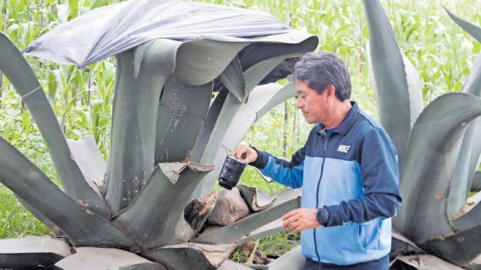 Maguey, pulque, aguamiel